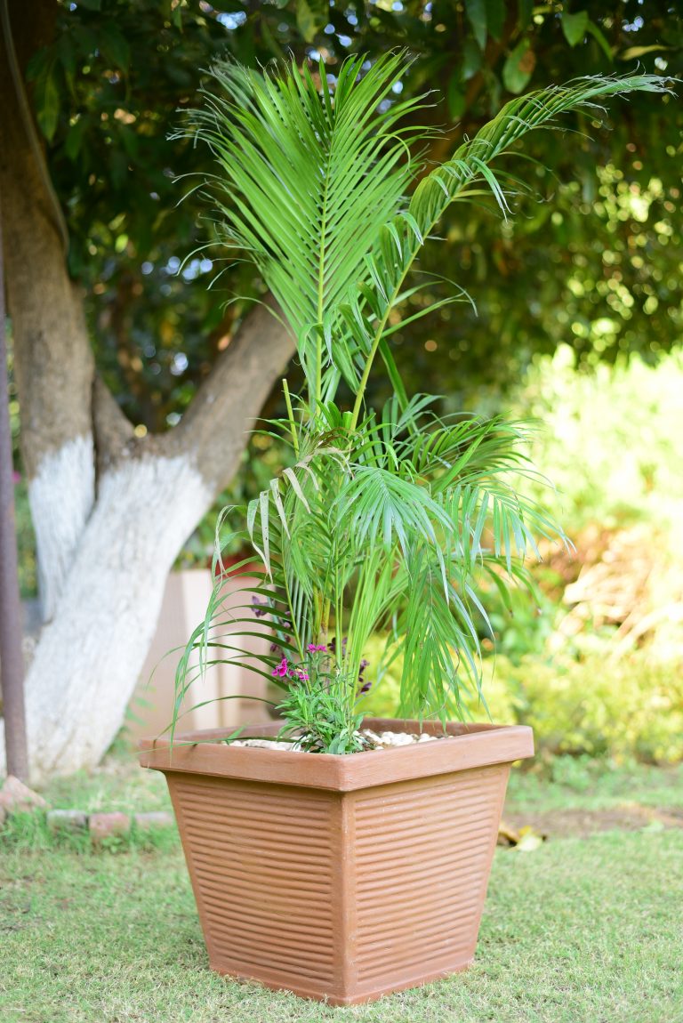 Carla Commercial Planters India