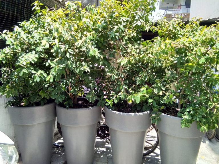 Slim Line Garden Pots Manufacturers India